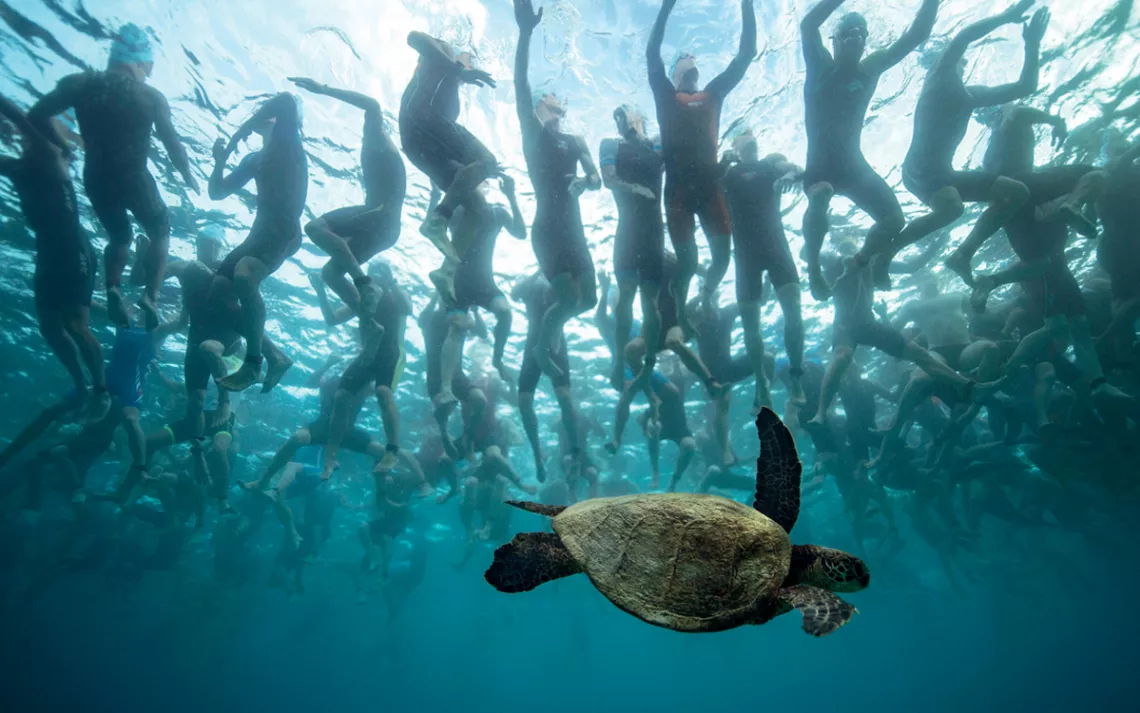 Underwater photo of dozens of legs in wetsuits with a green sea turtle swimming under them.