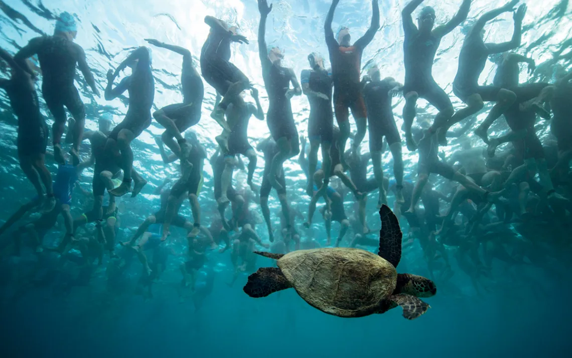 Underwater photo of dozens of legs in wetsuits with a green sea turtle swimming under them.