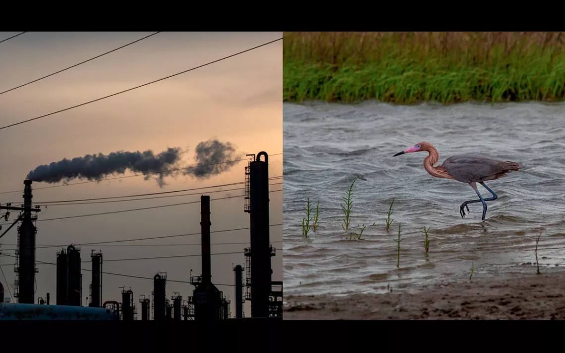 Industrial scene with the tops of smokestacks at dusk; right: A shorebird wades in a wetland area.