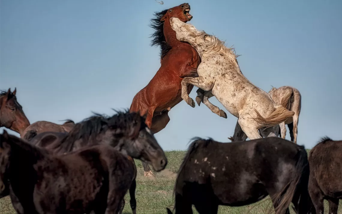 A herd of multicolored horses. A brown horse and white horse are fighting, the brown one baring its teeth. __________