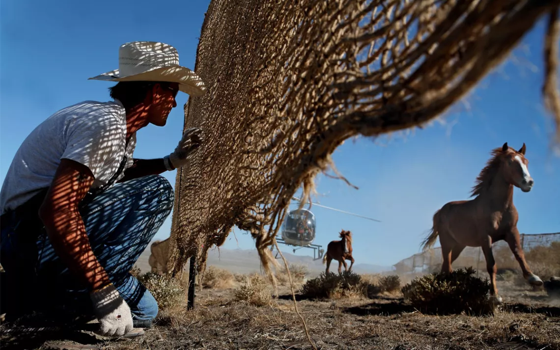 A man in a cowboy hat crouches down behind a rugged fence, watching a low-flying helicopter corral three horses.