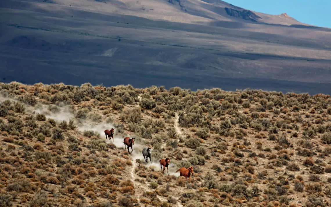Four brown horses and one gray horse run across a desert hill, kicking up dust.
