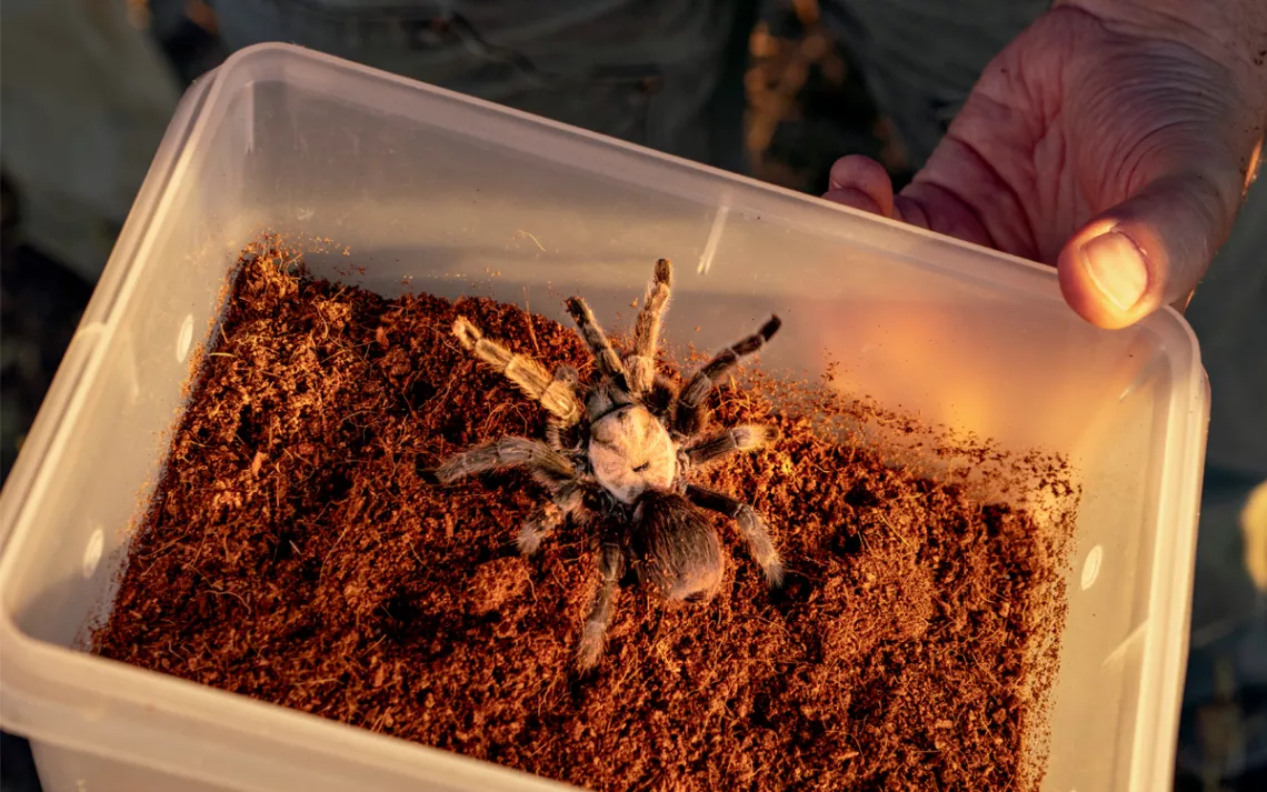 Close-up of a plastic tub with dirt and a tarantula inside.