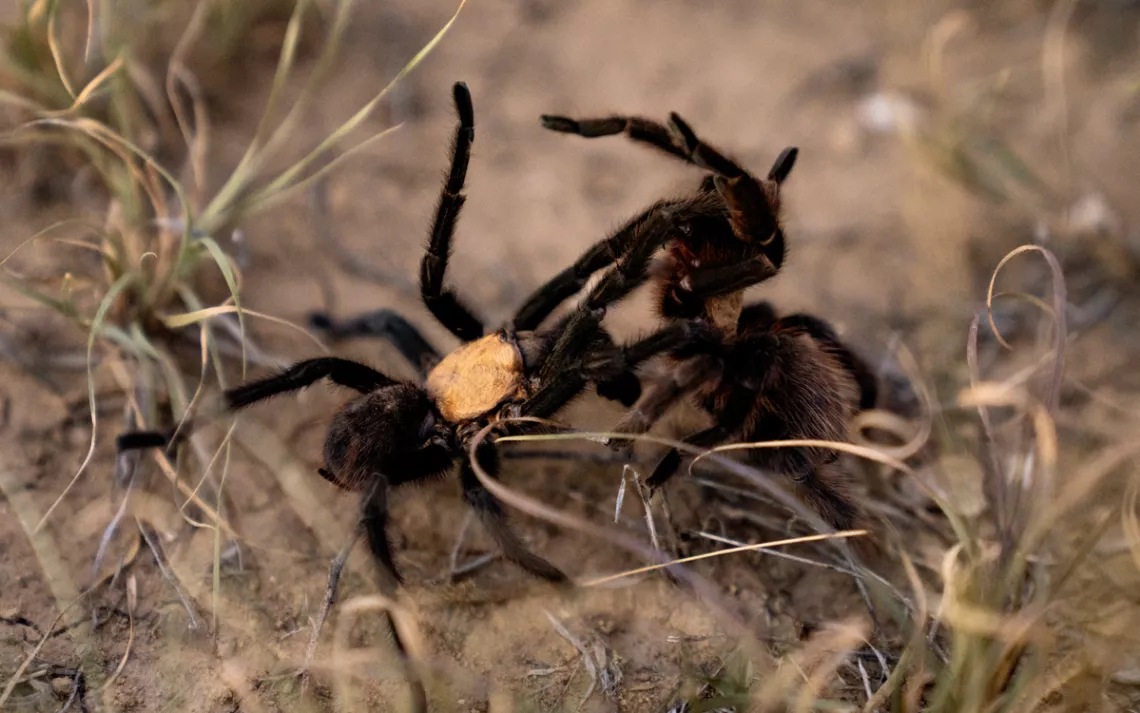  Two tarantulas are on their hind legs and are mating but look like they're fighting.