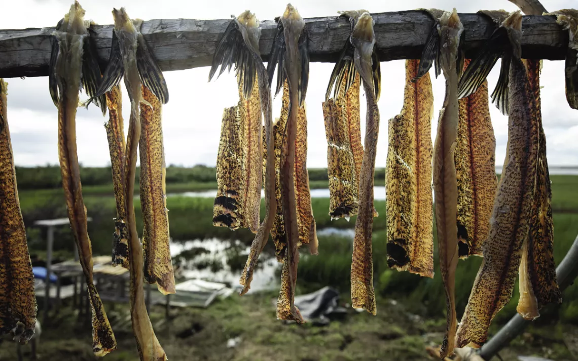 Whitefish and pike hang to dry at the fish camp.