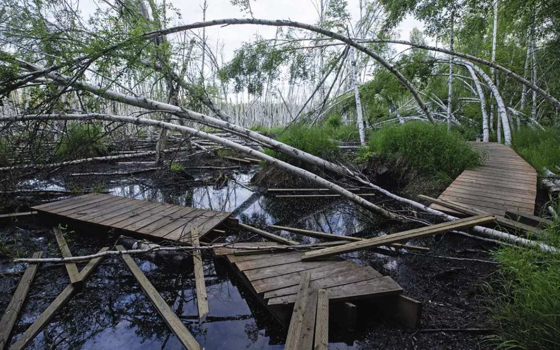 At Creamer's Field, a state-owned park and bird refuge in Fairbanks, the effects of permafrost thaw and rising temperatures resemble the damage wrought by a hurricane.