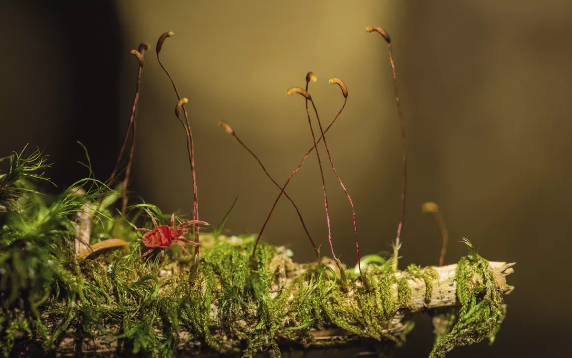 A spider makes its way along a mossy branch.