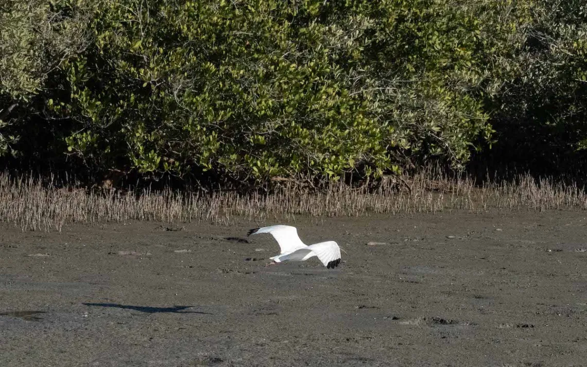 Mangroves