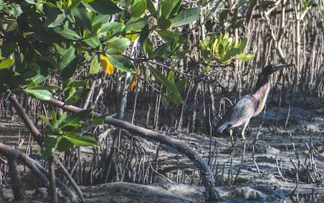 Mangroves