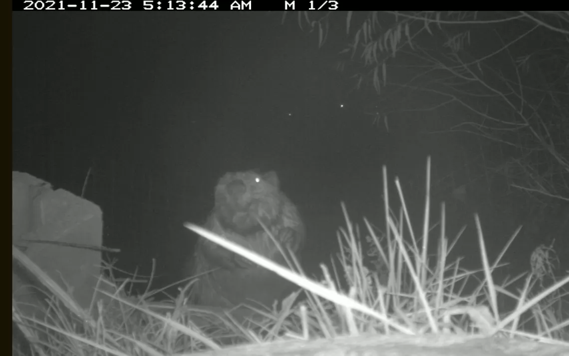 A curious beaver cheesing for a wildlife camera left at the site.