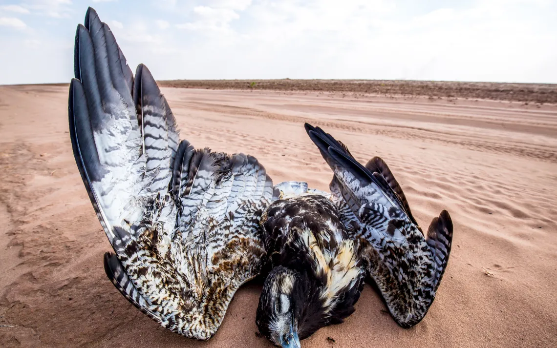 Dead hawk surrounded by forest clearance in Brazil