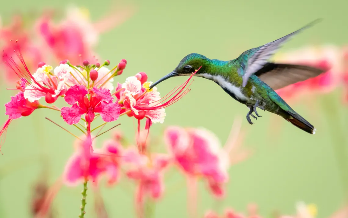 Hummingbird