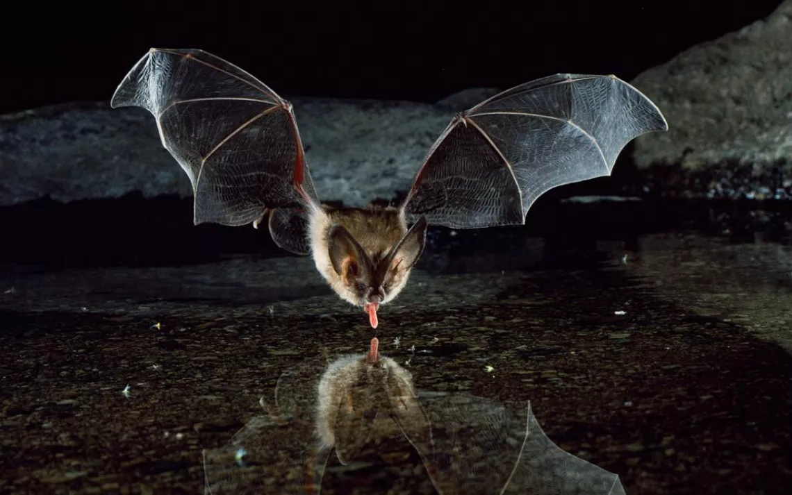 The Townsend's big-eared bat
