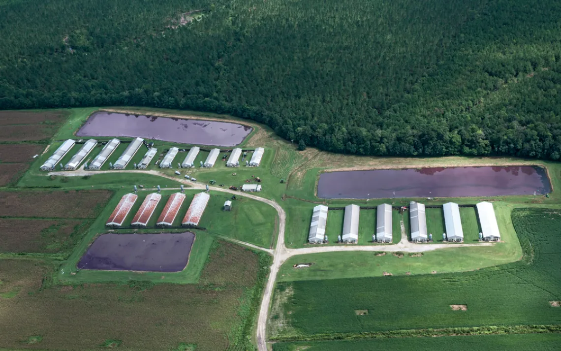 Pig waste is stored in huge lagoons like these, some bigger&nbsp;than a football field, in eastern North Carolina.