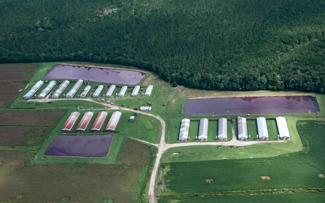 Pig waste is stored in huge lagoons like these, some bigger than a football field, in eastern North Carolina.