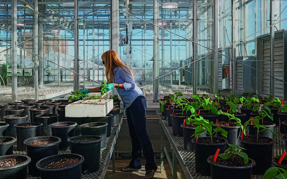 Planting string beans at the New York State Agricultural Experiment Station in Geneva