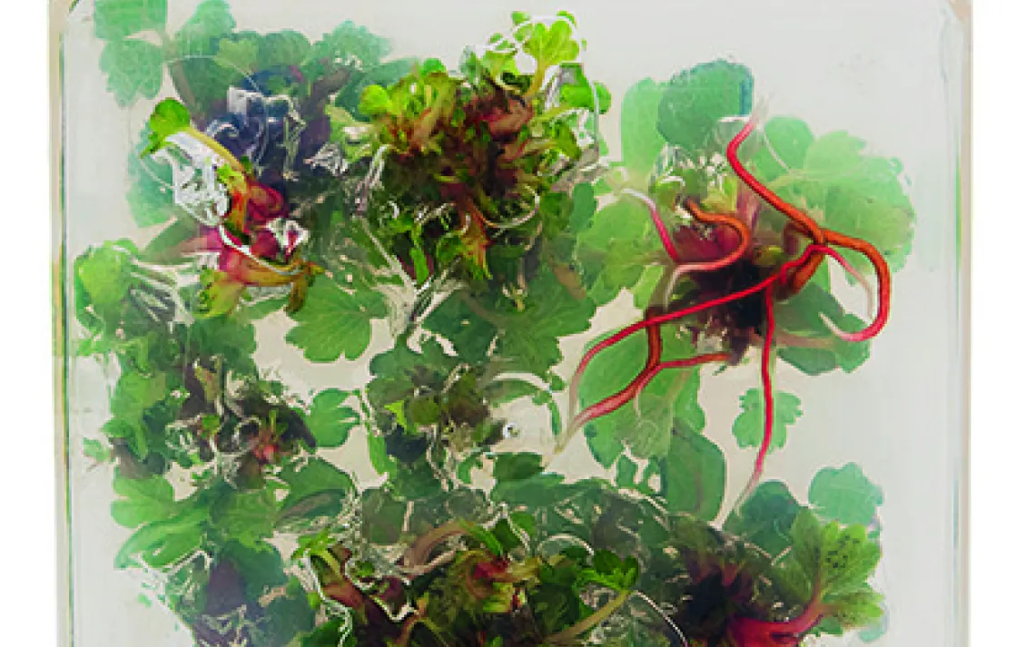 Strawberry tissue culture