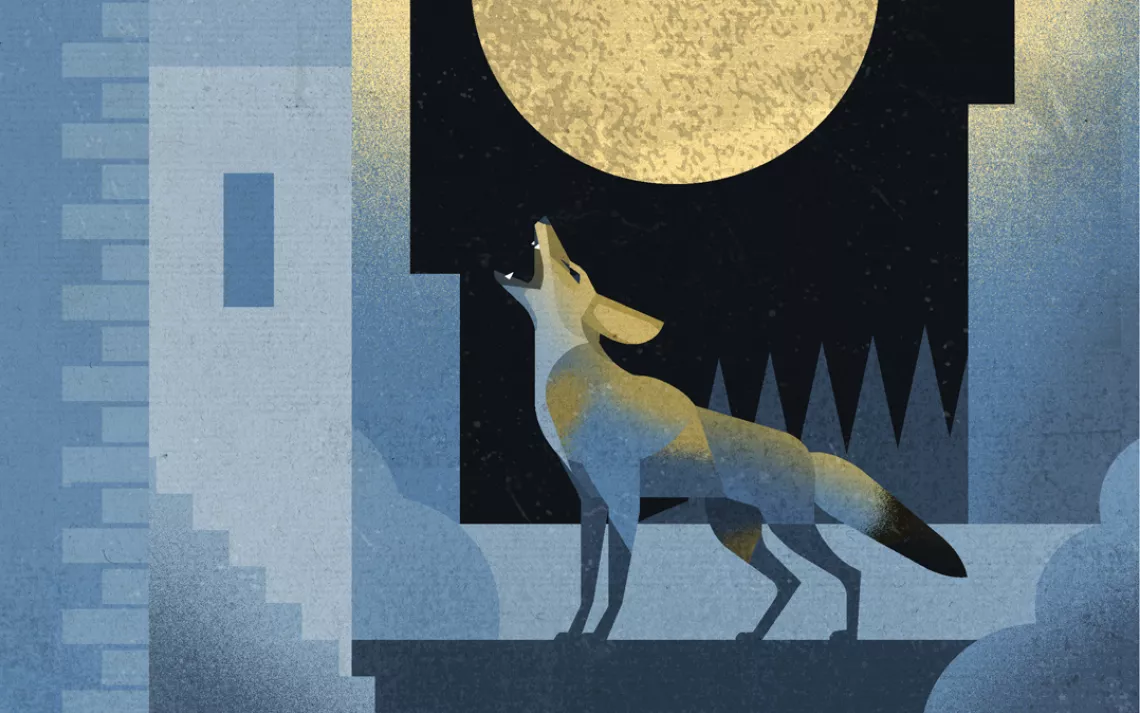 Illustration of wolf