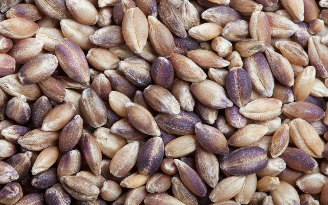 Purple barley