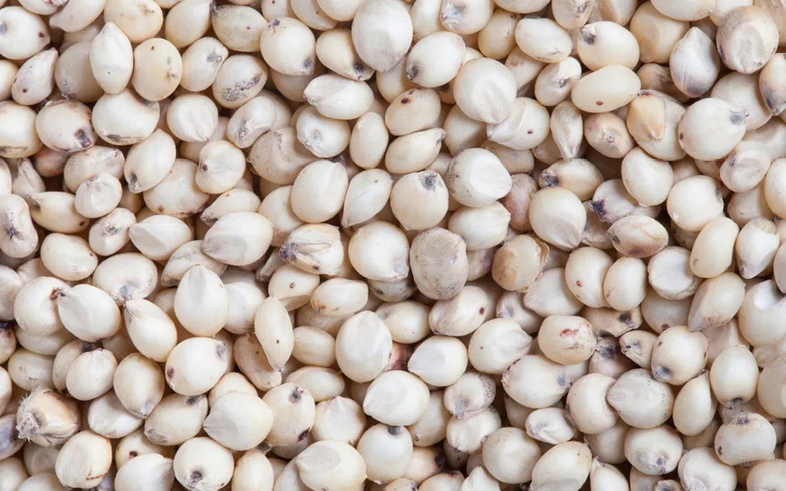 sorghum