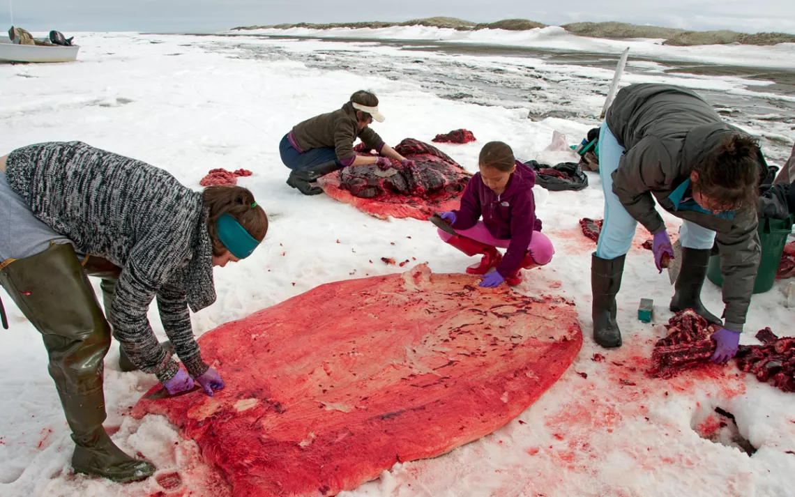 Shishmaref family cuts up an ugruk (bearded seal)