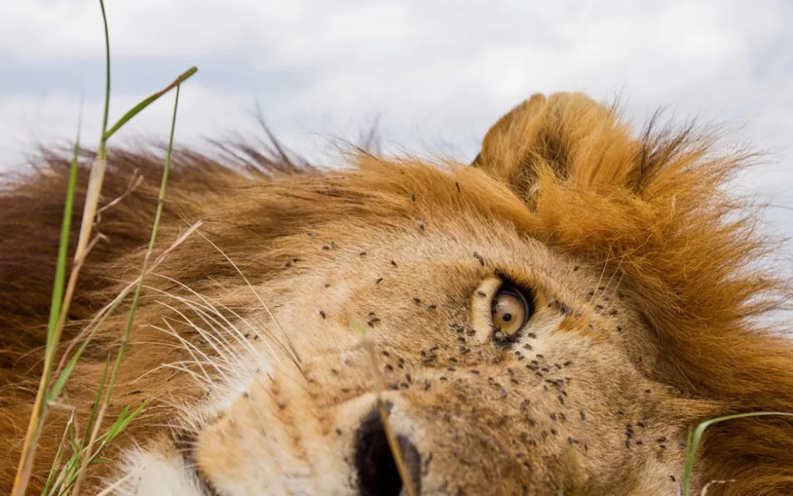 Close-up of a lion