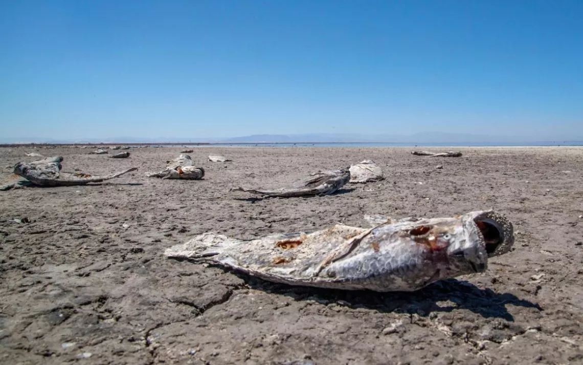 Without an adequate water supply, the receding Salton Sea leaves behind dead fish and toxic, asthma-inducing dust.