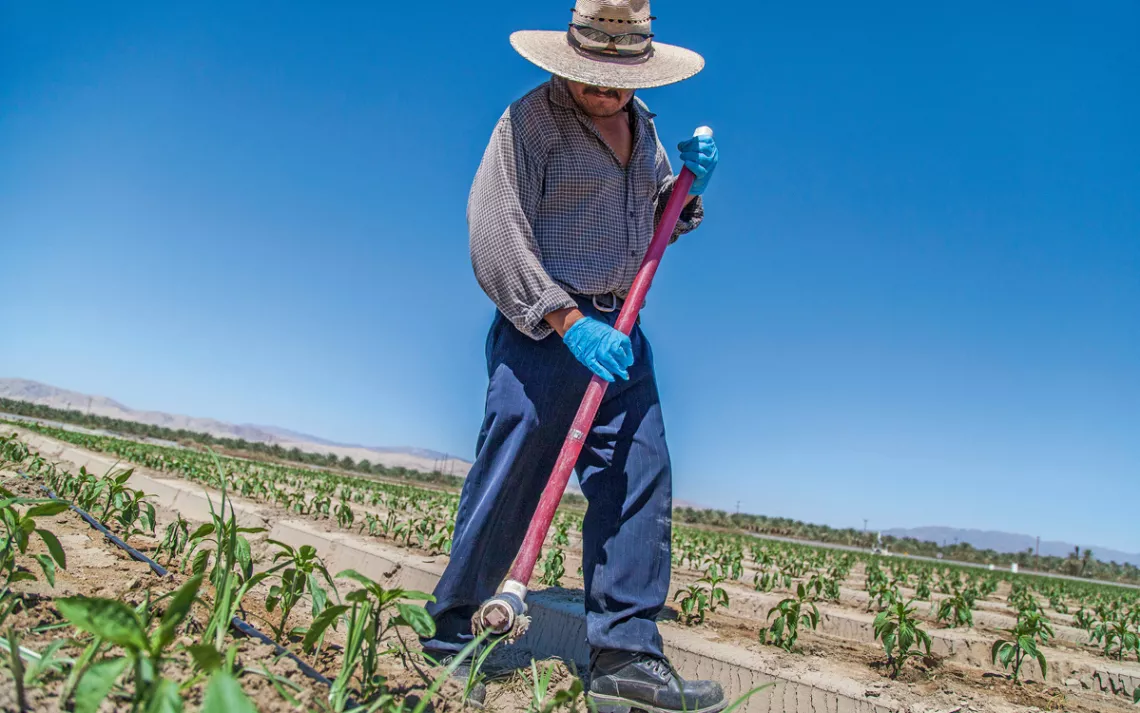 Jaime Jimenez applies herbicide to bell peppers at the edge of the sea.