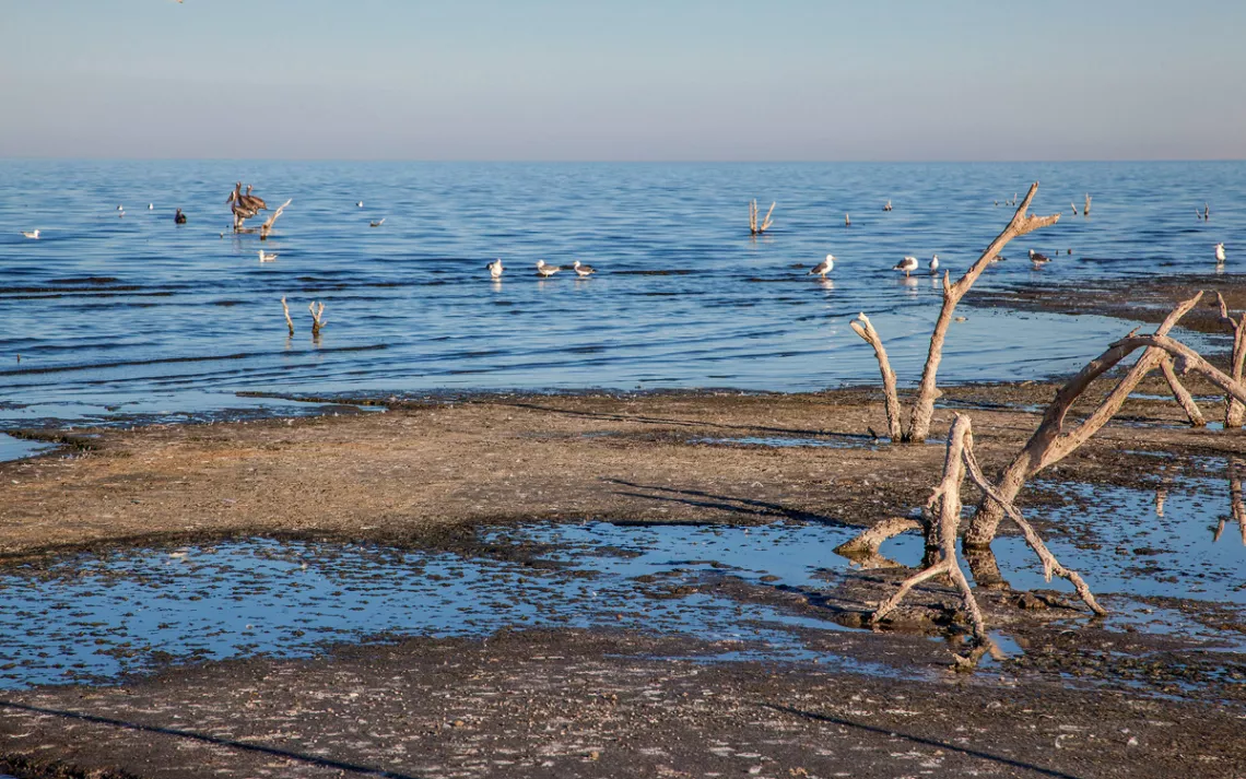 The Salton Sea is an important stopover for birds migrating on the Pacific Flyway.