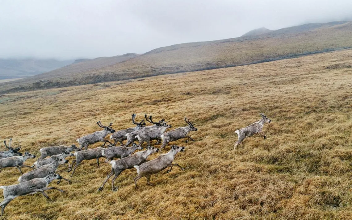 caribou