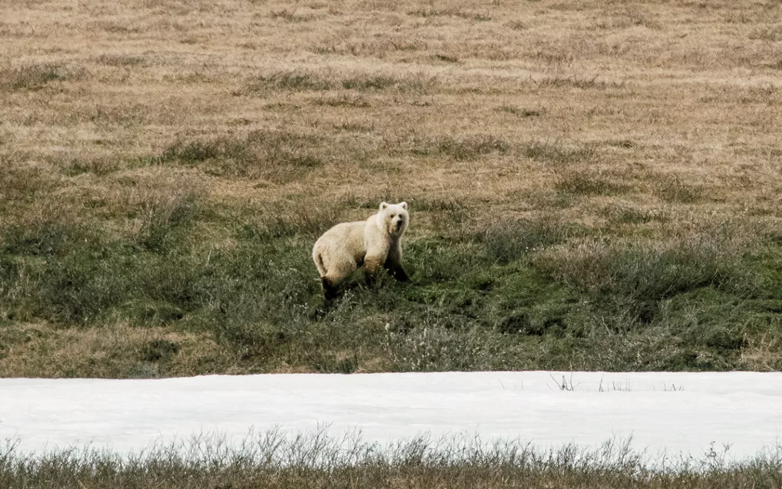 Grizzly bears thrive in the Arctic Refuge; the group encountered three in as many days.