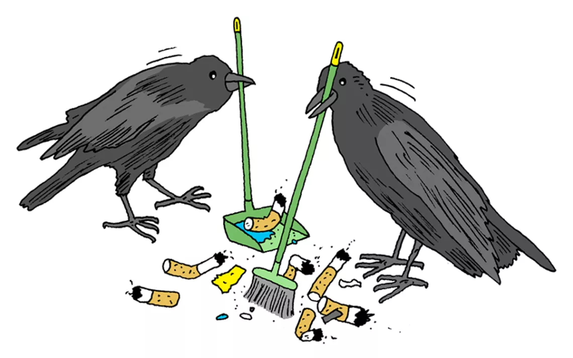 French crows are being trained to pick up cigarette butts and other litter.