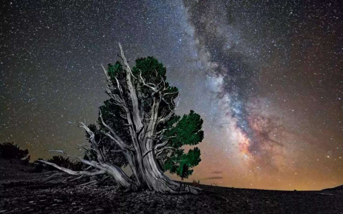Ancient bristlecone forest