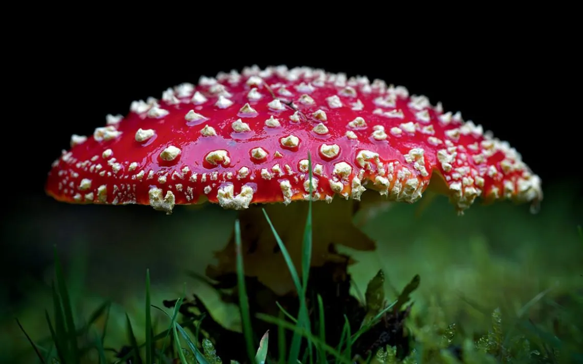 Fly Agaric