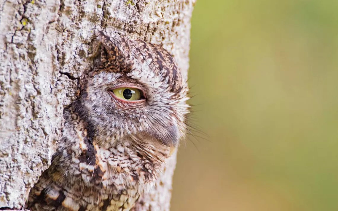 screech owl