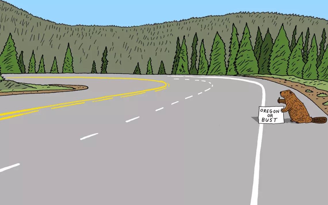 beaver on a road