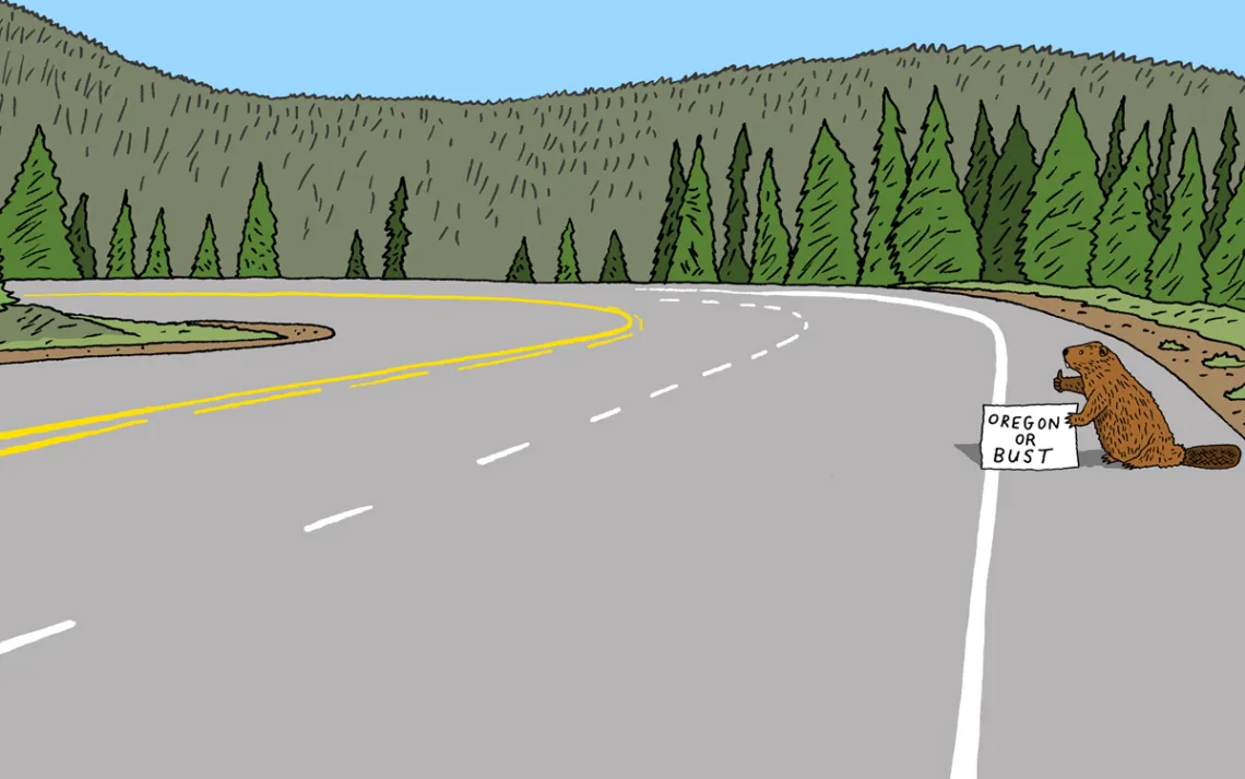 beaver on a road