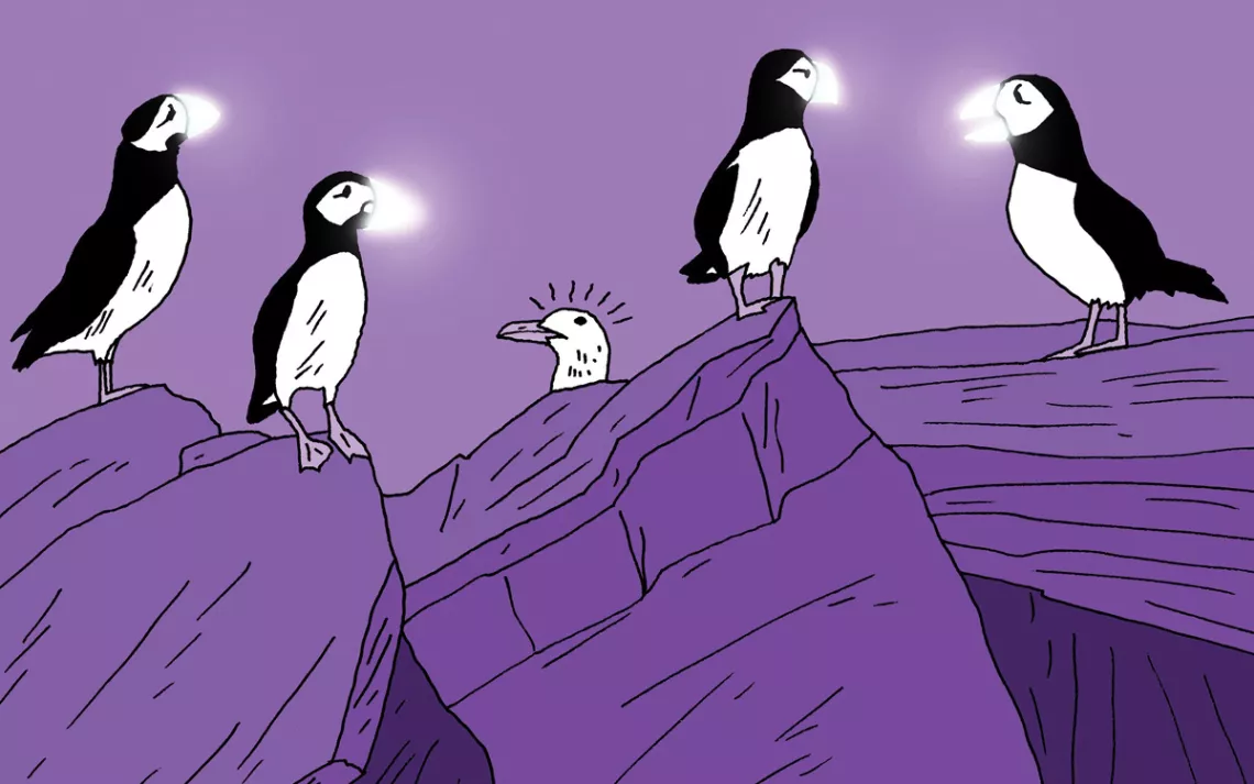 Puffins with fluorescent beaks