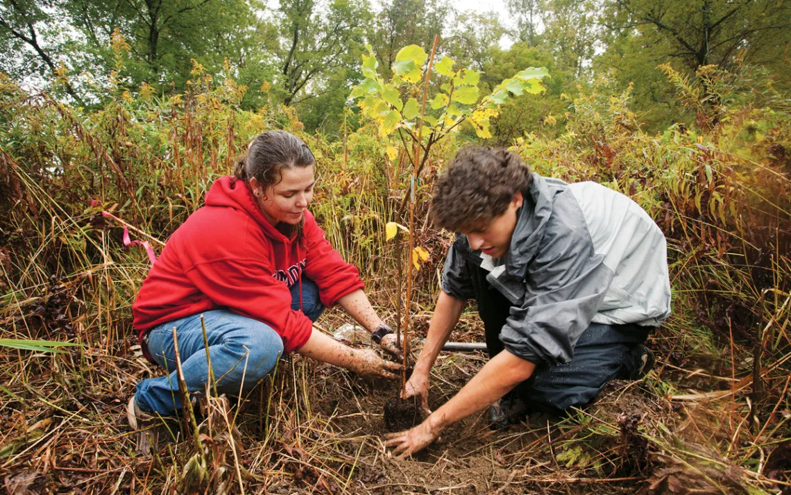 Green Mountain College students working on riverine floodplain forest restoration plant an American elm&nbsp;along Vermont’s Poultney River.