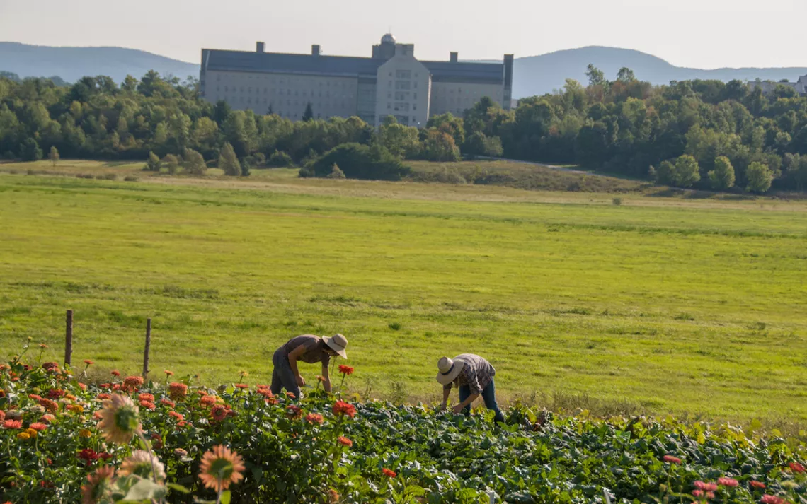 The Knoll, Middlebury College's garden, is home to vegetable and flower production, an outdoor oven, research, mindfulness training, and more.