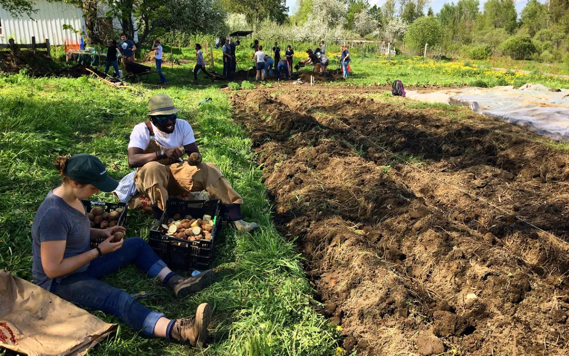 Sterling College students prep seed potatoes for planting while a class prepares a hugelkulture bed, a permaculture technique for making a raised bed (background).