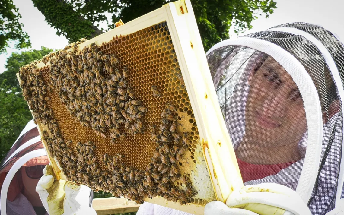 Students involved in the Hive build and improve native bee habitats on and off campus.