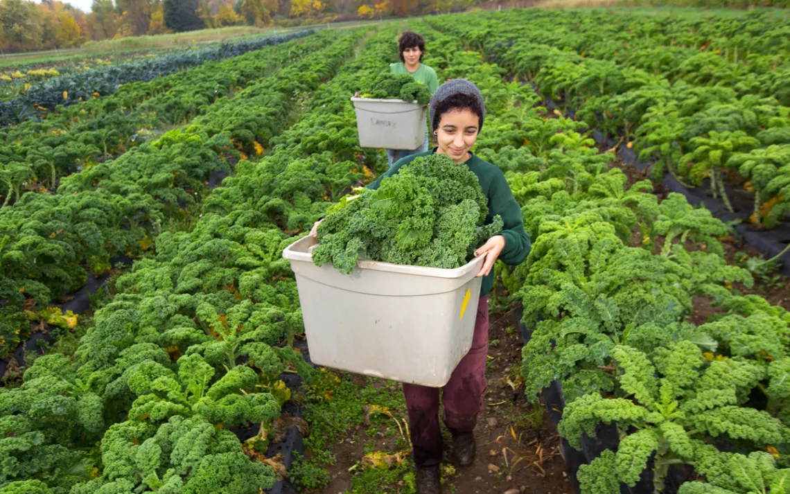 Nearly 45 tons of produce are grown annually on the student farm.