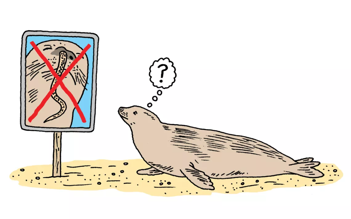 Juvenile Hawaiian monk seals are getting eels stuck in their noses. 