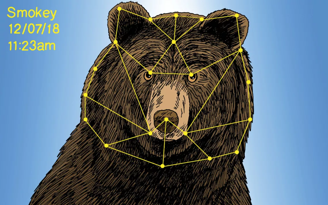 Facial-recognition technology is being used to identify individual bears.