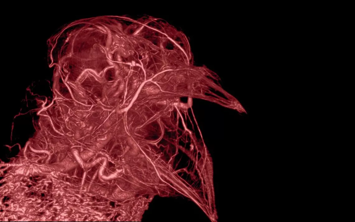CT scan of a pigeon