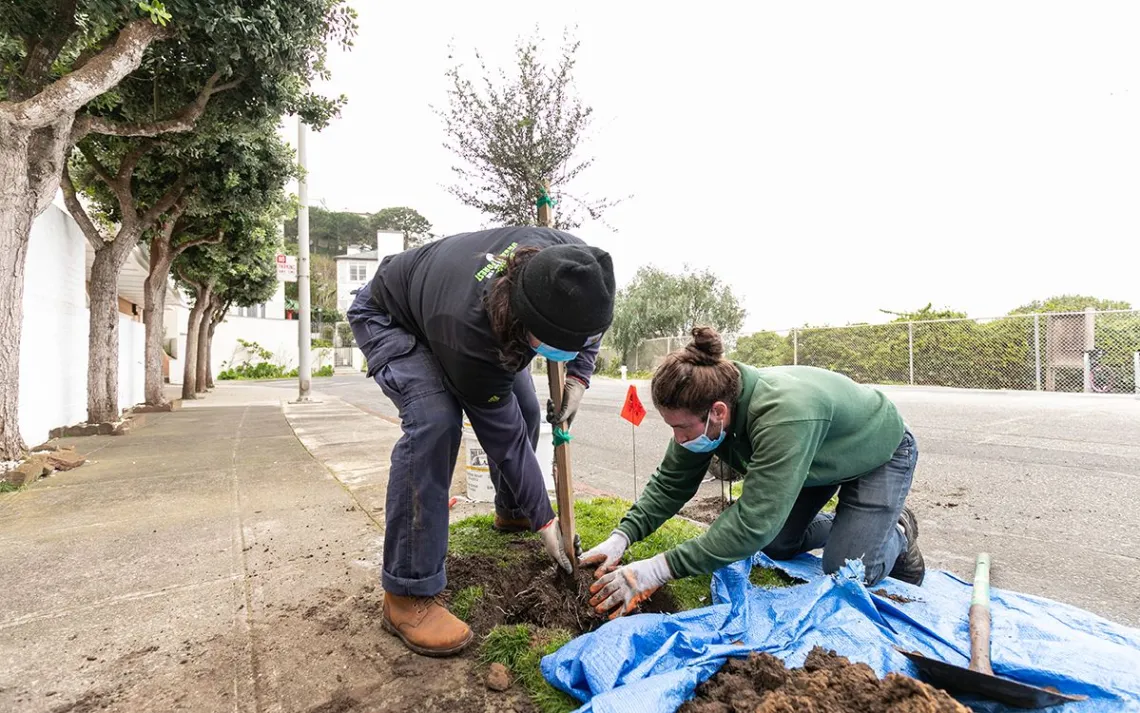 Planting a tree