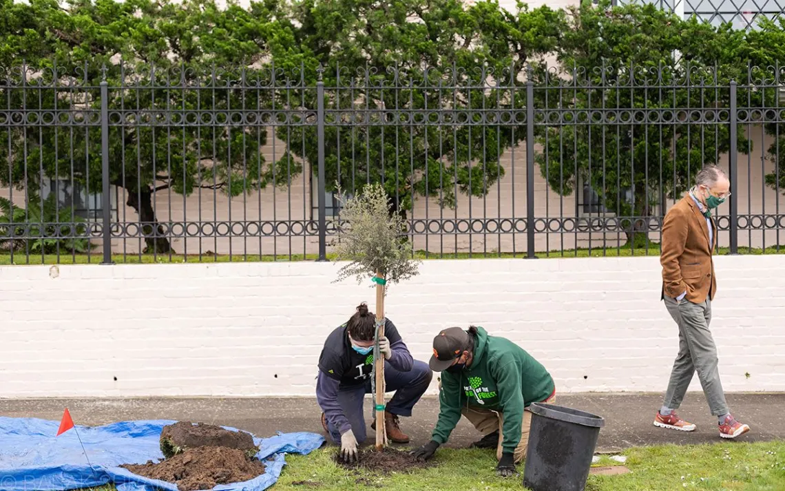 Planting a tree