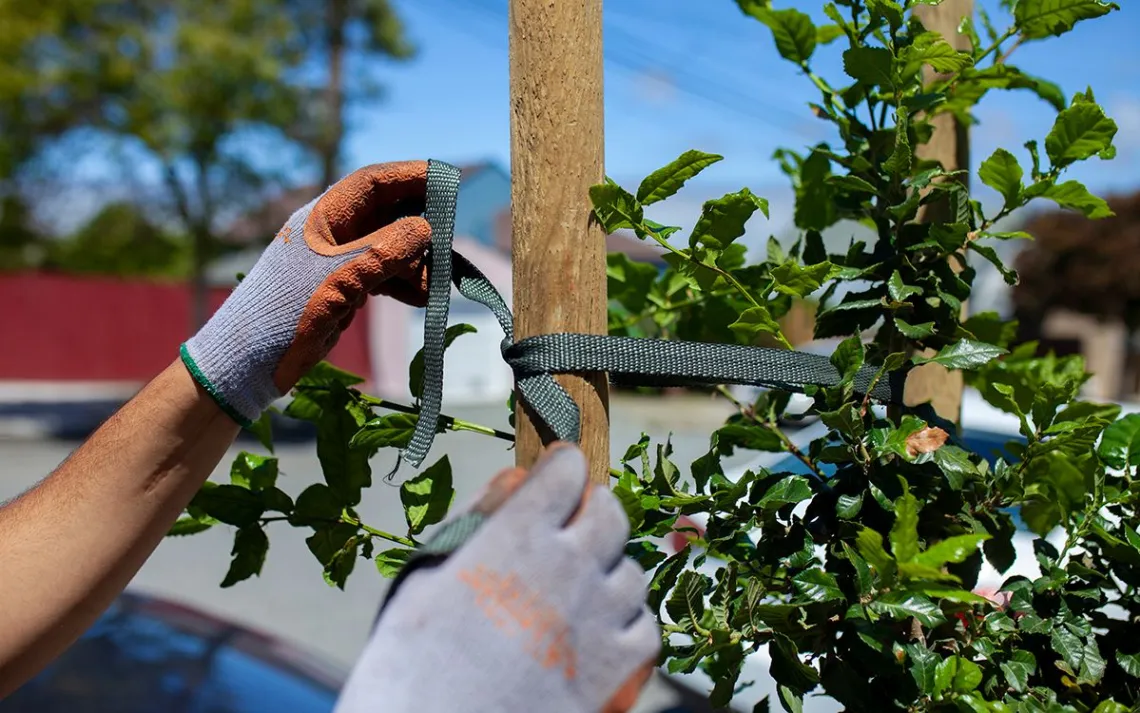 Staking a tree