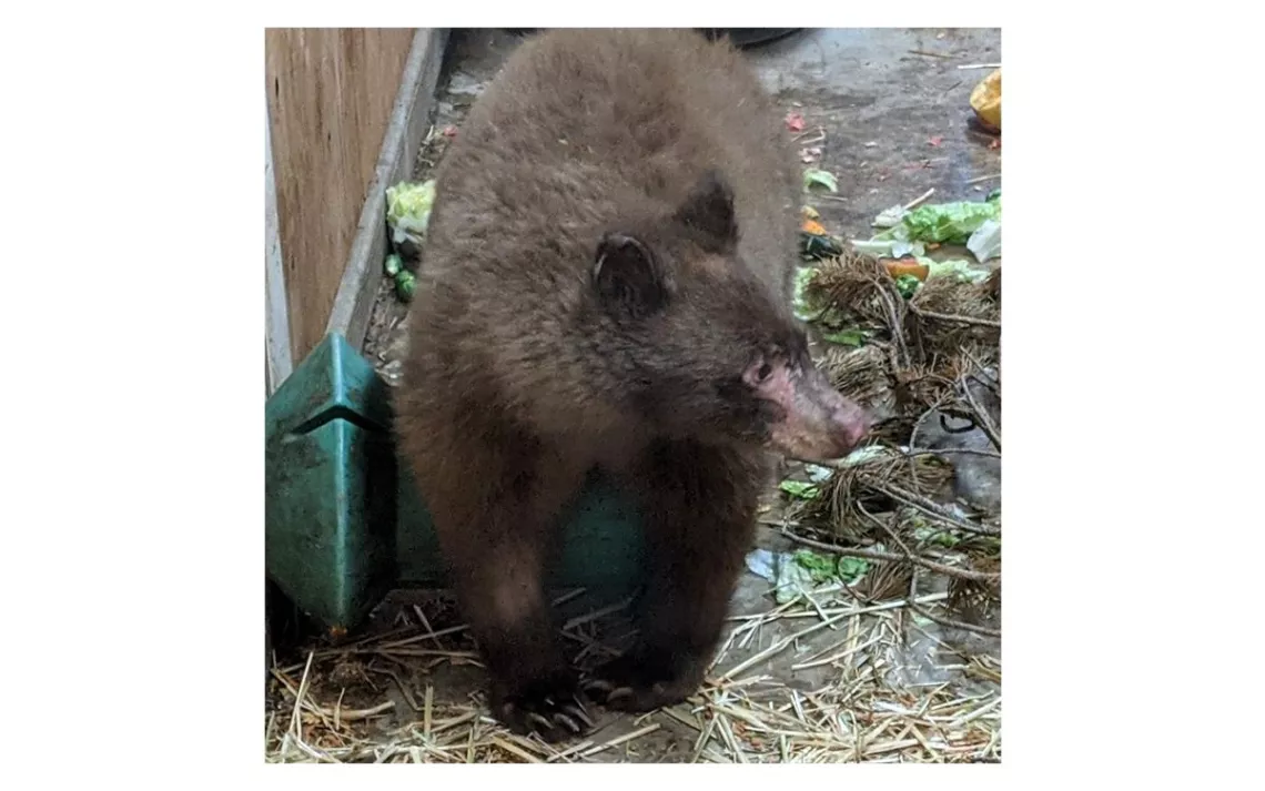 Peyton the bear